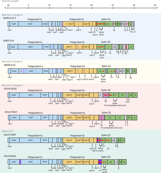 Frontiers  Understanding the Role of SARS-CoV-2 ORF3a in Viral