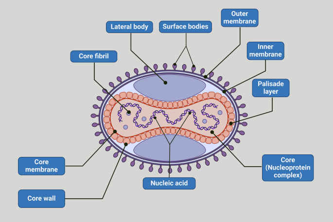 Monkeypox Pathogenesis Monkeypox virus and type 1 diabetes: a molecular insight into ...