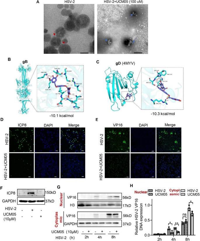 glutathione hsv2 The Role of Glutathione in Selected Viral Diseases