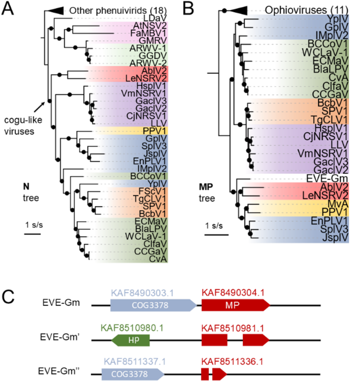tobacco rattle virus genome Characterization of an unusual tobacco rattle virus isolate and a novel  phenuivirid in the Jerusalem sage | Virology Journal