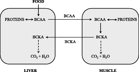 Branched Chain Amino Acids In Health And Disease Metabolism Alterations In Blood Plasma And As Supplements Nutrition Metabolism Full Text