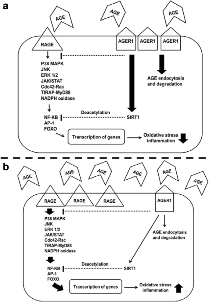 Role Of Advanced Glycation End Products In Mobility And Considerations In Possible Dietary And Nutritional Intervention Strategies Nutrition Metabolism Full Text