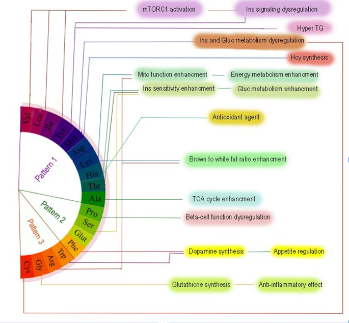 Dietary amino acids and the odds of metabolic dysfunction-associated ...