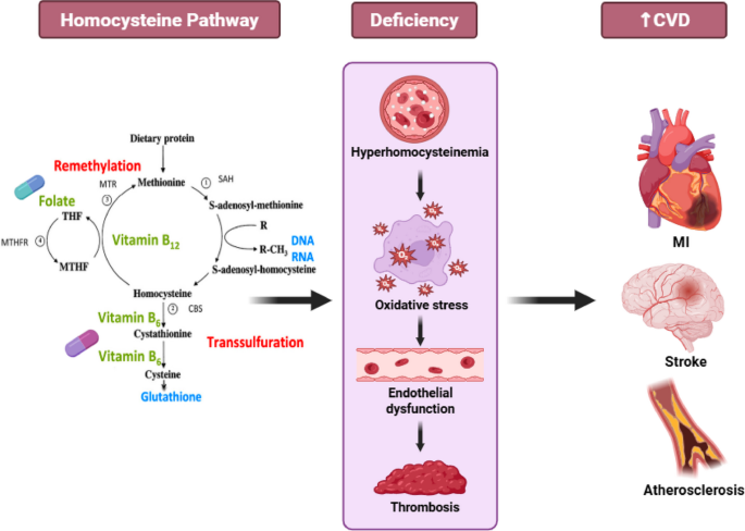 B vitamins and cardiovascular health: mechanisms, clinical evidence, and precision prevention strategies | Nutrition & Metabolism