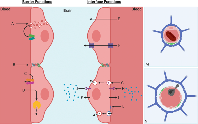 In Vitro Modeling Of Blood Brain Barrier And Interface Functions In Neuroimmune Communication Fluids And Barriers Of The Cns Full Text In Vitro Modeling Of Blood Brain Barrier And Interface Functions In Neuroimmune Communication Fluids And Barriers Of The Cns Full Text