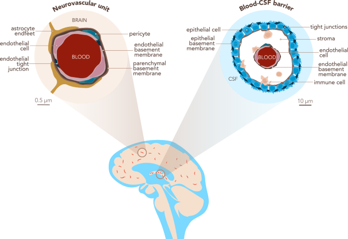 Advancing Brain Barriers Rna Sequencing Guidelines From Experimental Design To Publication Fluids And Barriers Of The Cns Full Text