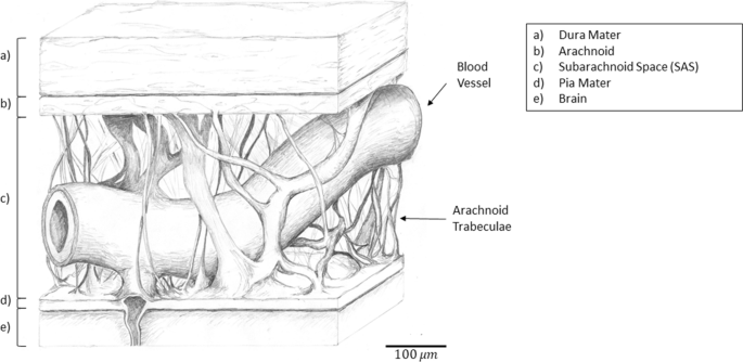 Ex-vivo quantification of ovine pia arachnoid complex biomechanical  properties under uniaxial tension | Fluids and Barriers of the CNS | Full  Text