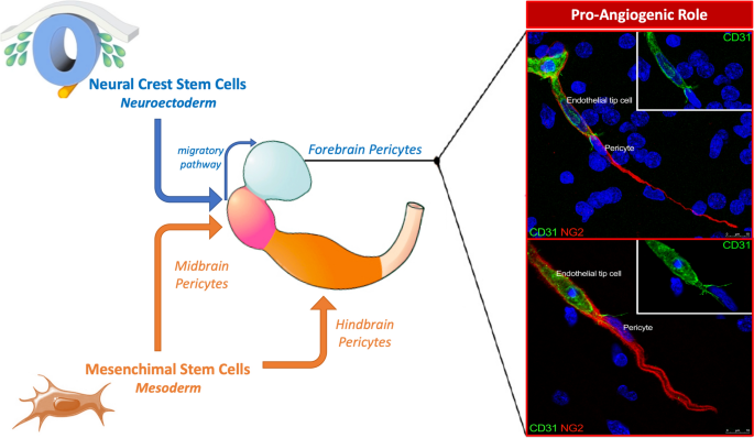 Neural crest cell-derived pericytes act as pro-angiogenic cells in human  neocortex development and gliomas | Fluids and Barriers of the CNS | Full  Text