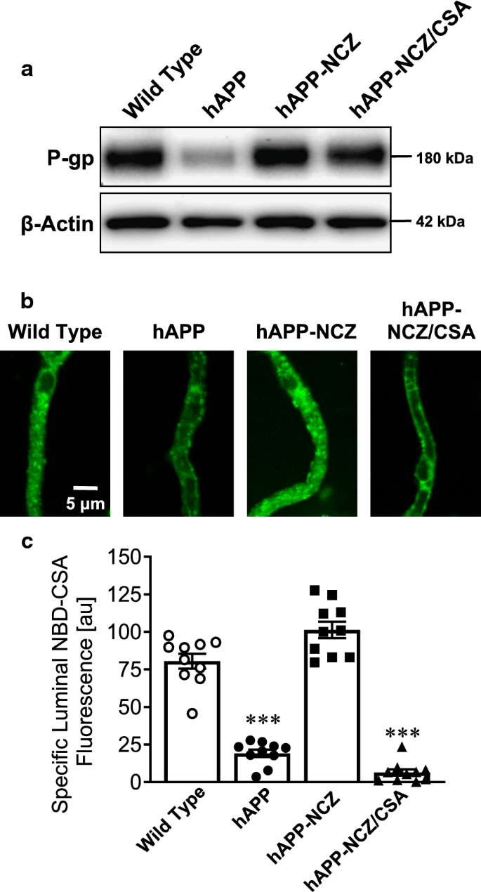 Protecting P Glycoprotein At The Blood Brain Barrier From Degradation In An Alzheimer S Disease Mouse Model Fluids And Barriers Of The Cns Full Text