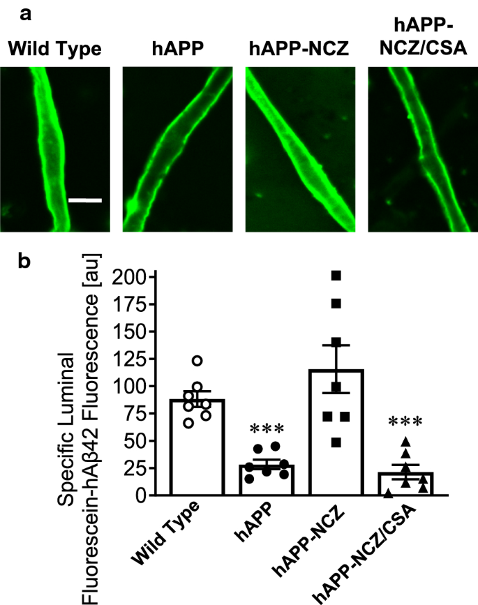 Protecting P Glycoprotein At The Blood Brain Barrier From Degradation In An Alzheimer S Disease Mouse Model Fluids And Barriers Of The Cns Full Text