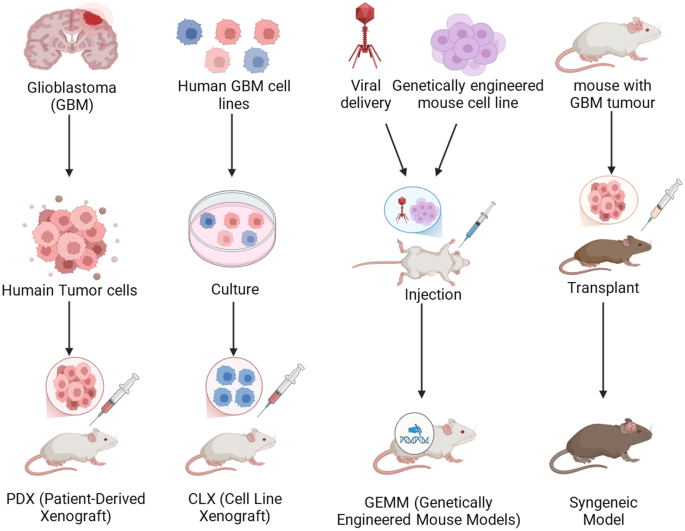 Modeling blood–brain barrier–glioblastoma interactions: implications for chemoresistance and therapeutic targeting | Fluids and Barriers of the CNS