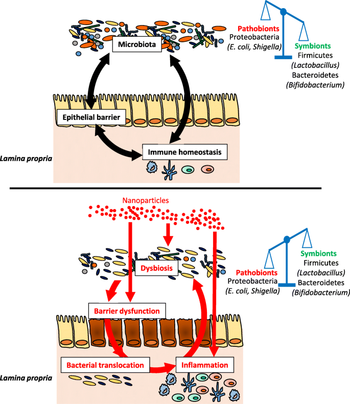 Frontiers  Importance of Zinc Nanoparticles for the Intestinal Microbiome  of Weaned Piglets