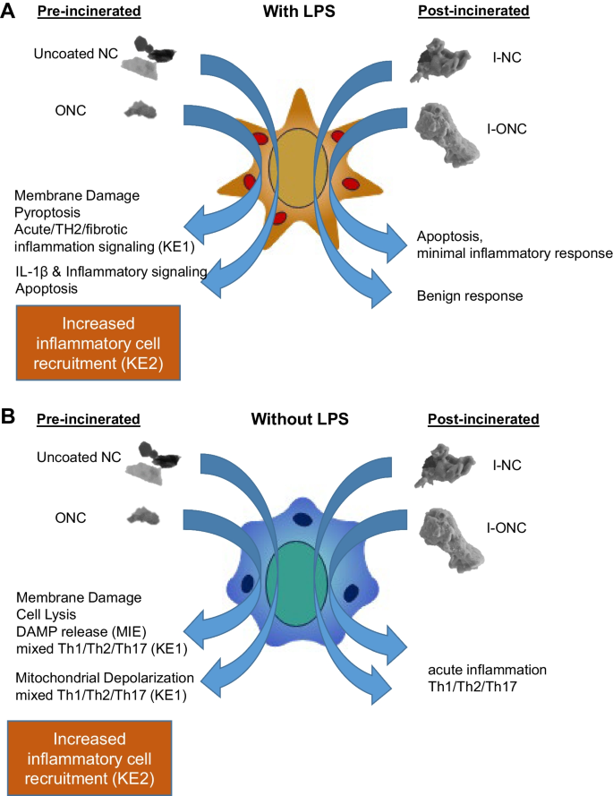 In vitro inflammation and toxicity assessment of pre- and post 