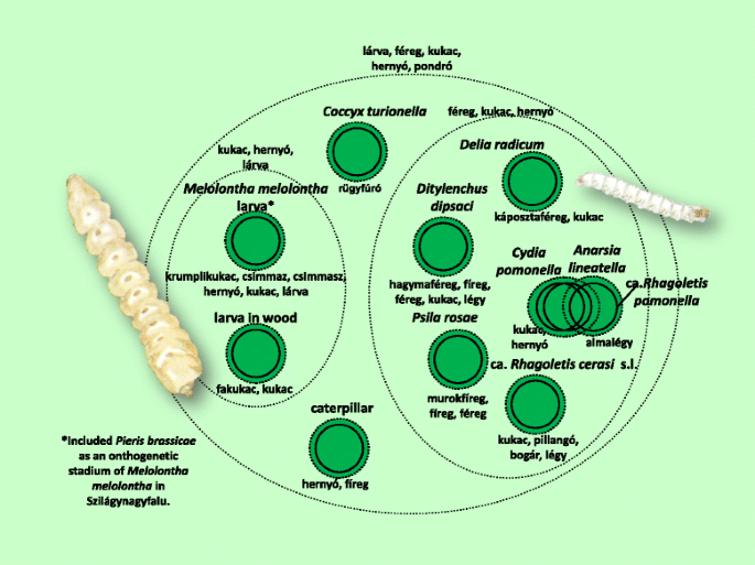 Pinworms fejlődési stádiuma