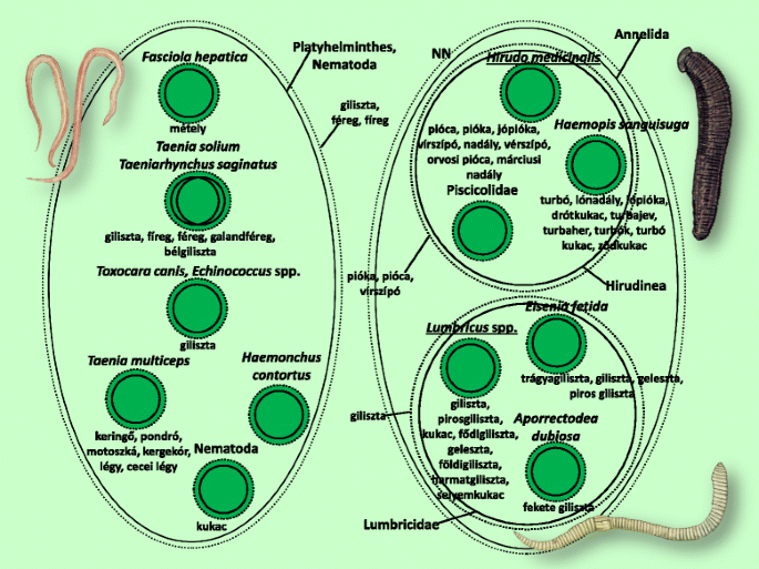 szarvasmarha galandféreg - Diagnosztika Kerek féreg életciklus diagramja