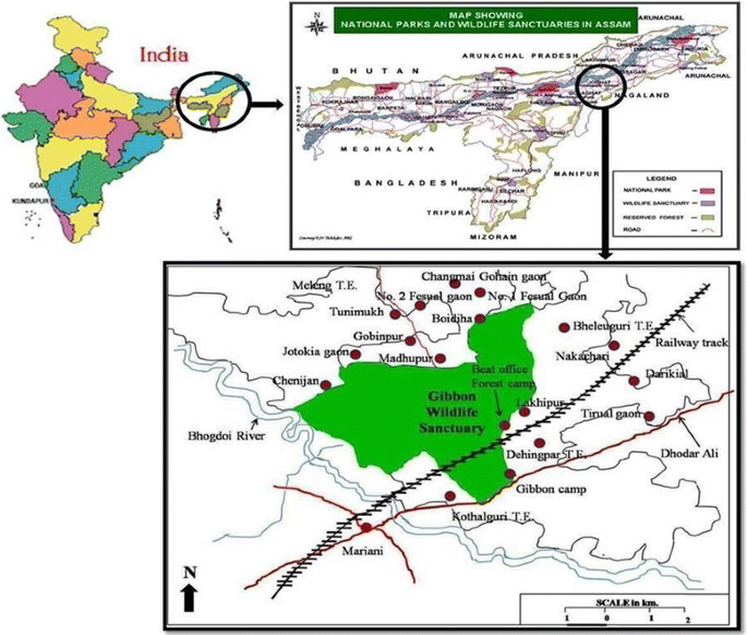 Ethnozoological study of animals based medicine used by traditional healers  and indigenous inhabitants in the adjoining areas of Gibbon Wildlife  Sanctuary, Assam, India | Journal of Ethnobiology and Ethnomedicine | Full  Text