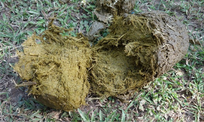 Zootherapeutic uses of animals excreta: the case of elephant dung and urine use in Sayaboury province, Laos | Journal of Ethnobiology and Ethnomedicine | Full Text Zootherapeutic uses of animals excreta: the case of elephant dung and urine use in Sayaboury province, Laos | Journal of Ethnobiology and Ethnomedicine | Full Text
