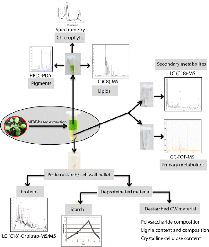 Protocol: a fast, comprehensive and reproducible one-step extraction method  for the rapid preparation of polar and semi-polar metabolites, lipids,  proteins, starch and cell wall polymers from a single sample | Plant  Methods