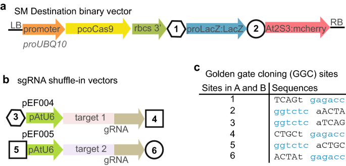 An Efficient Crispr Vector Toolbox For Engineering Large Deletions In Arabidopsis Thaliana Plant Methods Full Text An Efficient Crispr Vector Toolbox For Engineering Large Deletions In Arabidopsis Thaliana Plant Methods Full Text