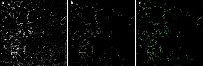 A Method To Calculate The Number Of Wheat Seedlings In The 1st To The 3rd Leaf Growth Stages Plant Methods Full Text