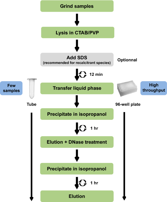 A Phenol Chloroform Free Method To Extract Nucleic Acids From Recalcitrant Woody Tropical Species For Gene Expression And Sequencing Plant Methods Full Text