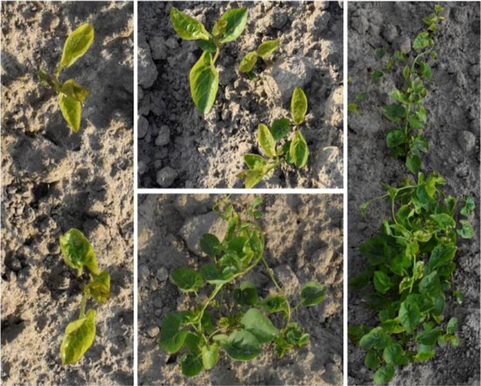Deep Convolutional Neural Networks For Image Based Convolvulus Sepium Detection In Sugar Beet Fields Plant Methods Full Text