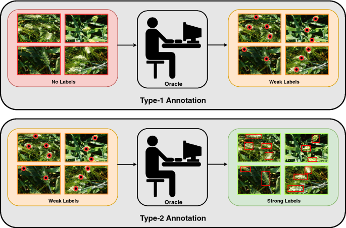 Active Learning With Point Supervision For Cost Effective Panicle