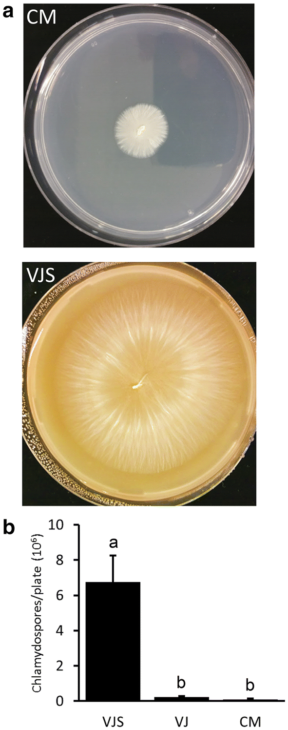 An improved growth medium for enhanced inoculum production of the plant  growth-promoting fungus Serendipita indica | Plant Methods | Full Text