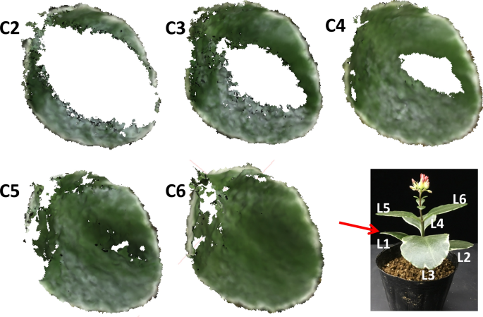 Reconstruction Method And Optimum Range Of Camera Shooting Angle For 3d Plant Modeling Using A Multi Camera Photography System Plant Methods Full Text Reconstruction Method And Optimum Range Of Camera Shooting Angle For 3d Plant Modeling Using A Multi Camera Photography System Plant Methods Full Text