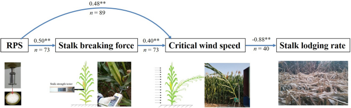 Evaluation of maize lodging resistance based on the critical wind speed of  stalk breaking during the late growth stage | Plant Methods | Full Text