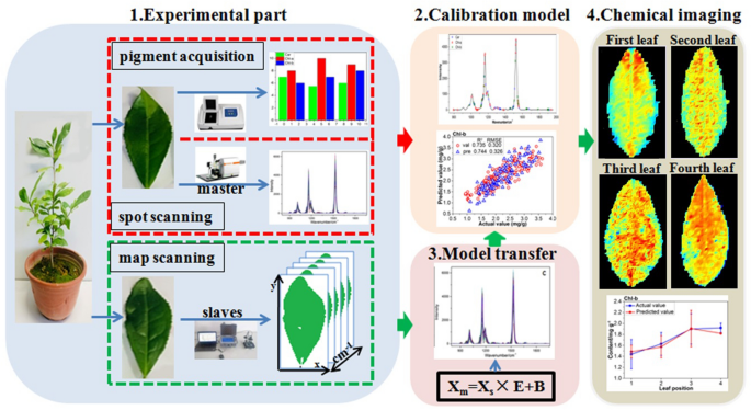 Quantitative Visualization Of Photosynthetic Pigments In Tea Leaves Based On Raman Spectroscopy And Calibration Model Transfer Plant Methods Full Text