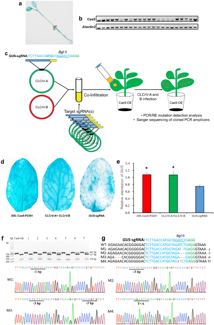 https://media.springernature.com/lw685/springer-static/image/art%3A10.1186%2Fs13007-021-00719-4/MediaObjects/13007_2021_719_Fig1_HTML.png