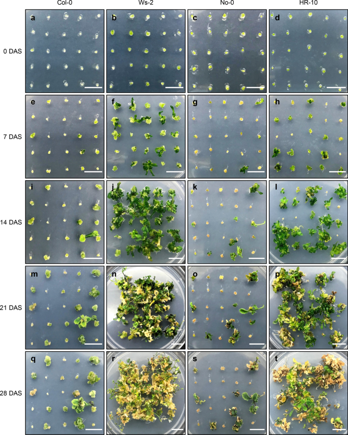 Optimization Of Protoplast Regeneration In The Model Plant Arabidopsis Thaliana Plant Methods Full Text