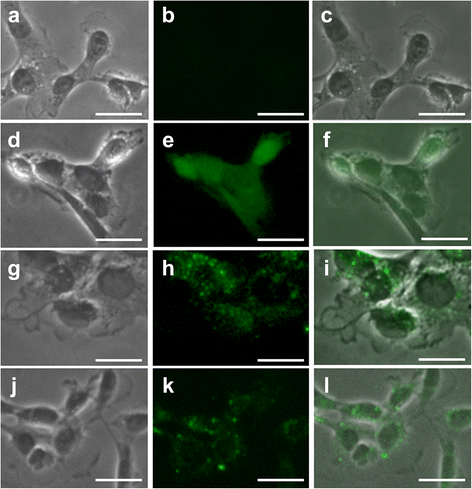 Evaluation Of A Novel Sodium Borocaptate Containing Unnatural