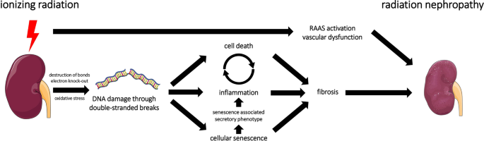 Radiation-induced kidney toxicity: molecular and cellular pathogenesis | Radiation  Oncology | Full Text