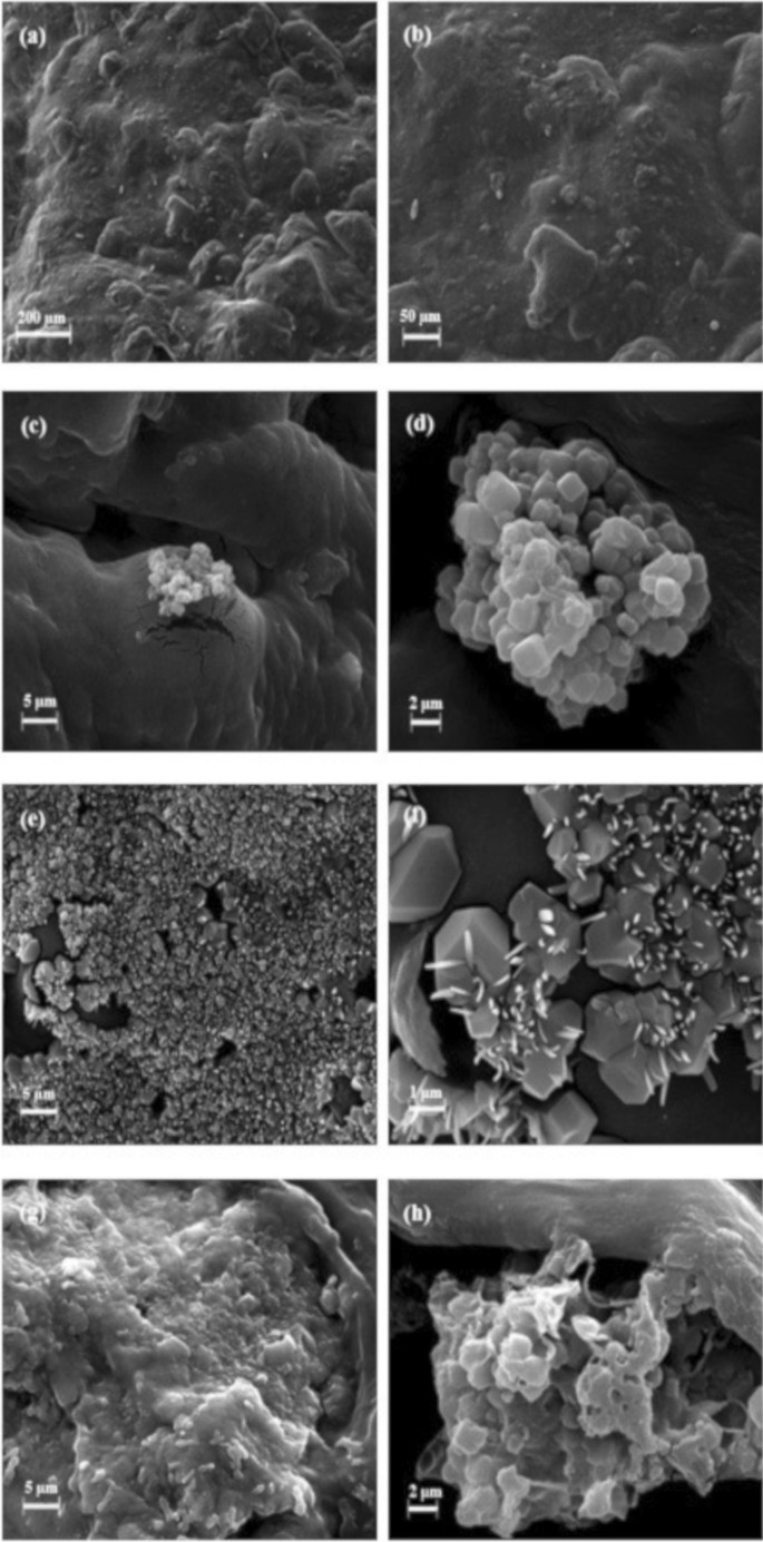 Fabrication and characterization of PHEMA–gelatin scaffold 