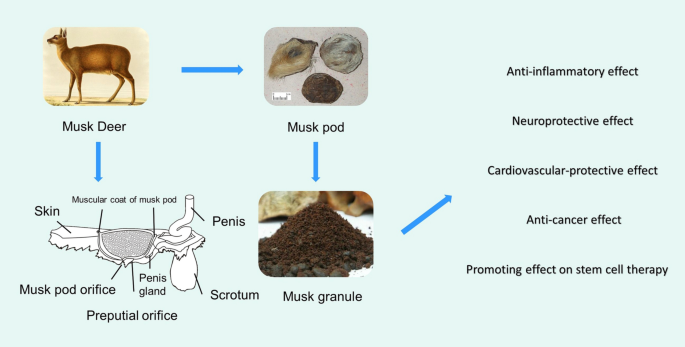 Zoology, chemical composition, pharmacology, quality control and future  perspective of Musk (Moschus): a review | Chinese Medicine | Full Text