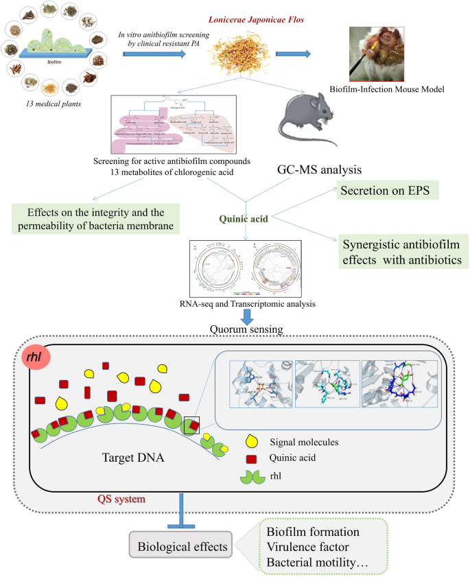 PDF) Action of disinfectant solutions on adaptive capacity and virulence  factors of the Candida spp. biofilms formed on acrylic resin