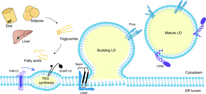 latest research of diabetes figure 1