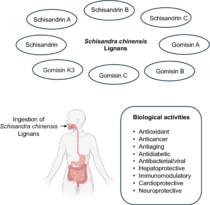 Can schisandrin reduce cognitive decline in aging? Can schisandrin reduce cognitive decline in aging?