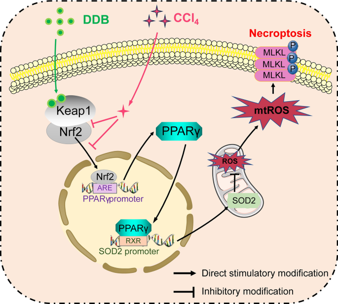 Dendrobine alleviates CCl4-induced acute liver injury by inhibiting ...