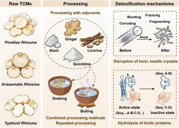 10 mm reduced glutathione recipe Processing-induced detoxification of toxic Traditional Chinese Medicines: a systematic review of attenuation mechanisms at physical, chemical, and in vivo levels | Chinese Medicine Format:120 Vegan Capsules Zestaw 3× BPC-157 kapsułki premium glutathione with ALA Grape Seed Vitamin E 2026