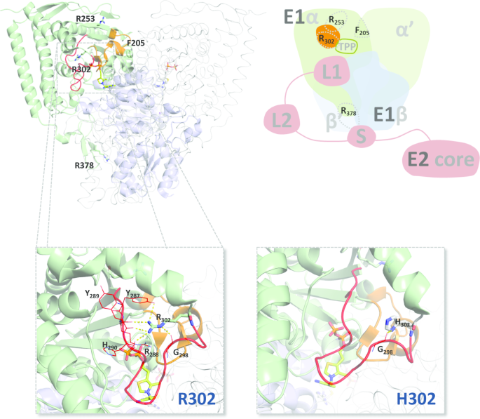 Pyruvate Dehydrogenase Complex Deficiency Updating The - Label this diagram of the reaction catalyzed by the e2 component of pyruvate dehydrogenase.
