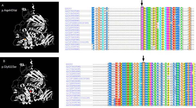 Genotype–phenotype correlation of 17 cases of Pompe disease in Spanish  patients and identification of 4 novel GAA variants | Orphanet Journal of  Rare Diseases | Full Text