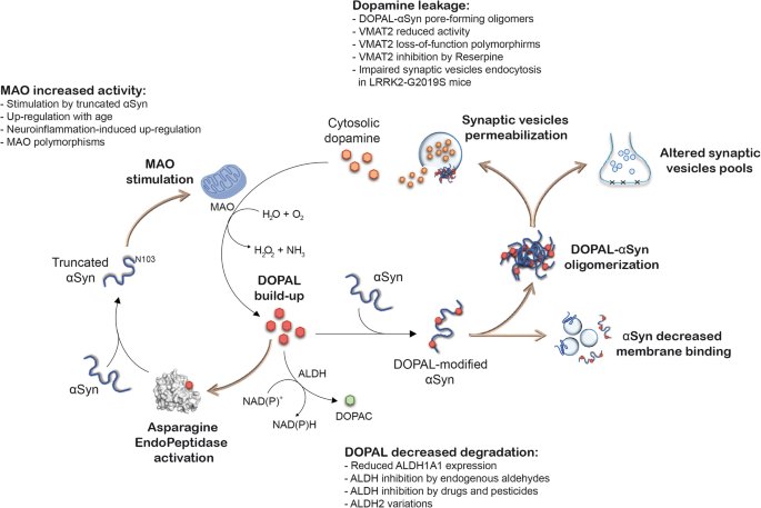 Impaired Dopamine Metabolism In Parkinson S Disease Pathogenesis Molecular Neurodegeneration Full Text