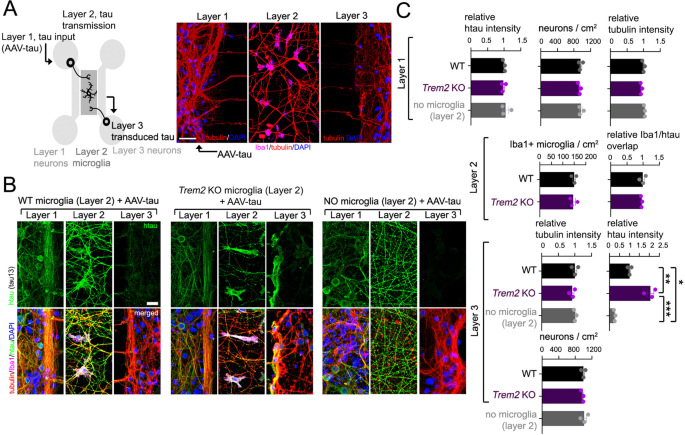 Trem2 deletion enhances tau dispersion and pathology through microglia  exosomes | Molecular Neurodegeneration | Full Text
