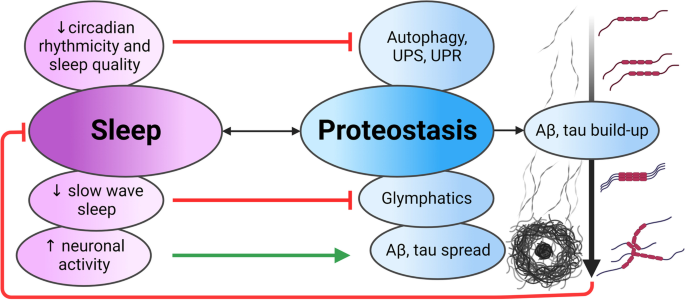 Proteostasis failure exacerbates neuronal circuit dysfunction and sleep  impairments in Alzheimer's disease | Molecular Neurodegeneration | Full Text