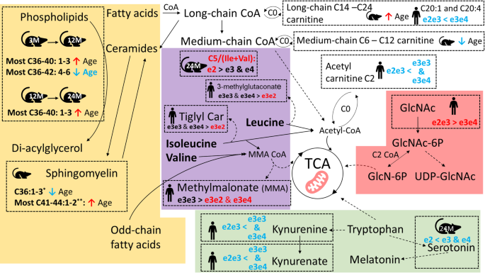 APOE genotype influences on the brain metabolome of aging mice – role for  mitochondrial energetics in mechanisms of resilience in APOE2 genotype |  Molecular Neurodegeneration