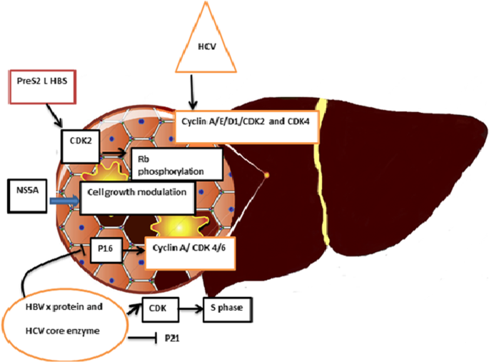 Cyclin-dependent kinases and CDK inhibitors in virus-associated 