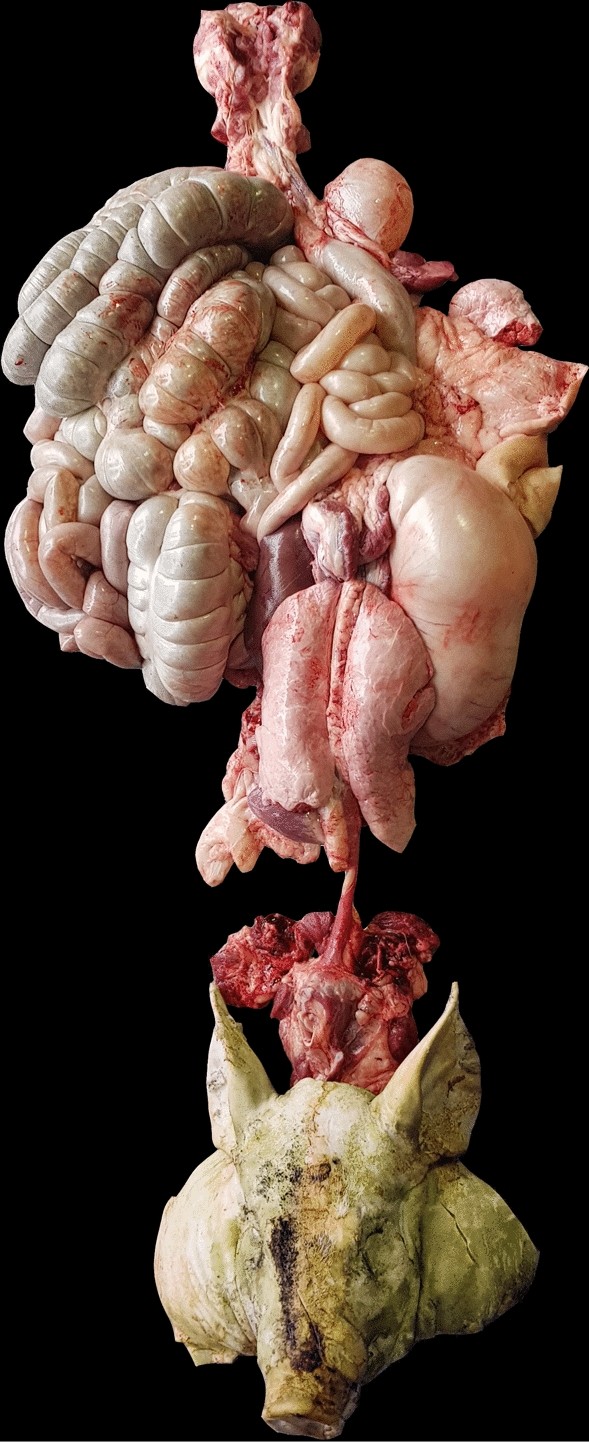 Intact gastro-intestinal tract removal from pig carcasses in a novel Meat Factory Cell approach | Acta Veterinaria Scandinavica | Full Text Intact gastro-intestinal tract removal from pig carcasses in a novel Meat Factory Cell approach | Acta Veterinaria Scandinavica | Full Text